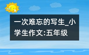 一次難忘的寫生_小學生作文:五年級