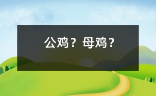 公雞？母雞？