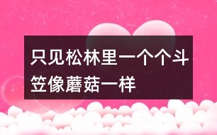 只見松林里一個(gè)個(gè)斗笠像蘑菇一樣