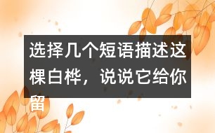 選擇幾個短語描述這棵白樺，說說它給你留下了怎樣的印象