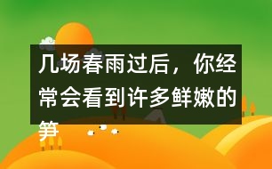 幾場春雨過后，你經(jīng)常會看到許多鮮嫩的筍，成群的從土里探出來，找到文中類似的句子