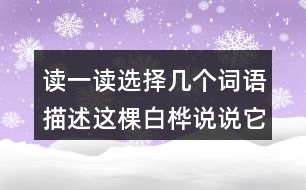 讀一讀選擇幾個(gè)詞語描述這棵白樺說說它給你留下什么印象