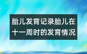 胎兒發(fā)育記錄：胎兒在十一周時(shí)的發(fā)育情況