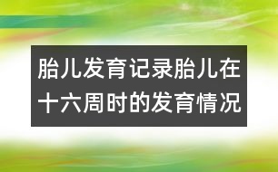 胎兒發(fā)育記錄：胎兒在十六周時的發(fā)育情況