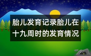 胎兒發(fā)育記錄：胎兒在十九周時(shí)的發(fā)育情況