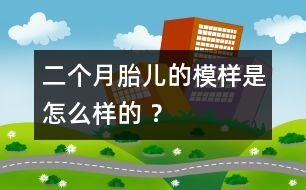 二個月胎兒的模樣是怎么樣的 ？