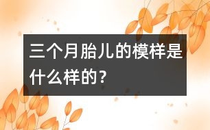 三個(gè)月胎兒的模樣是什么樣的？