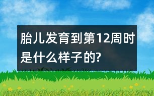 胎兒發(fā)育到第12周時是什么樣子的?