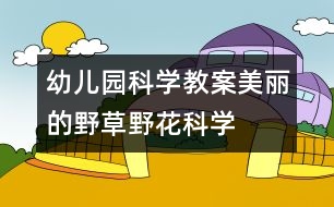 幼兒園科學(xué)教案：美麗的野草、野花（科學(xué)）