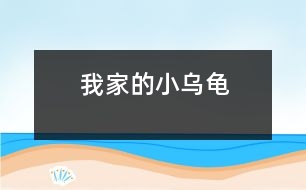 我家的小烏龜