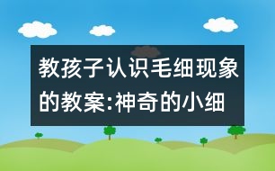 教孩子認(rèn)識毛細(xì)現(xiàn)象的教案:神奇的小細(xì)管