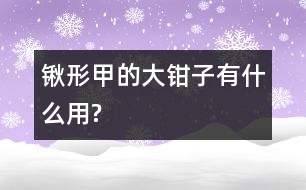 鍬形甲的大鉗子有什么用?