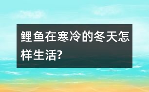 鯉魚在寒冷的冬天怎樣生活?