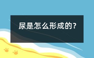 尿是怎么形成的？