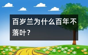 百歲蘭為什么百年不落葉？