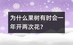 為什么果樹有時(shí)會(huì)一年開兩次花？