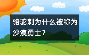 駱駝刺為什么被稱為“沙漠勇士”？