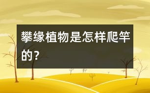 攀緣植物是怎樣爬竿的？