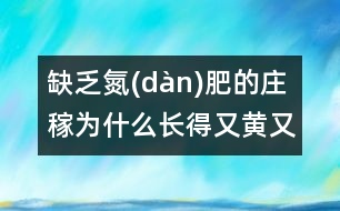 缺乏氮(dàn)肥的莊稼為什么長得又黃又?。?></p>										
																	莊稼長得好是因?yàn)槿~子不斷進(jìn)行光合作用，為莊稼制造營養(yǎng)物質(zhì)。植物進(jìn)行光合作用時(shí)需要葉綠素。葉綠素的分子結(jié)構(gòu)十分復(fù)雜，氮正是其中必不可少的“磚瓦”。沒有氮(dàn)就沒有葉綠素，葉子就會(huì)變黃，莊稼就會(huì)因得不到營養(yǎng)變得又黃又小。<BR>                          						</div>
						</div>
					</div>
					<div   id=