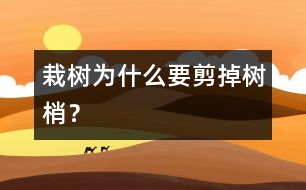 栽樹(shù)為什么要剪掉樹(shù)梢？