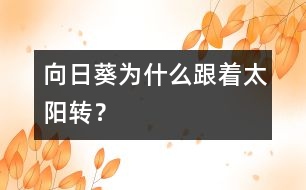 向日葵為什么跟著太陽轉(zhuǎn)？